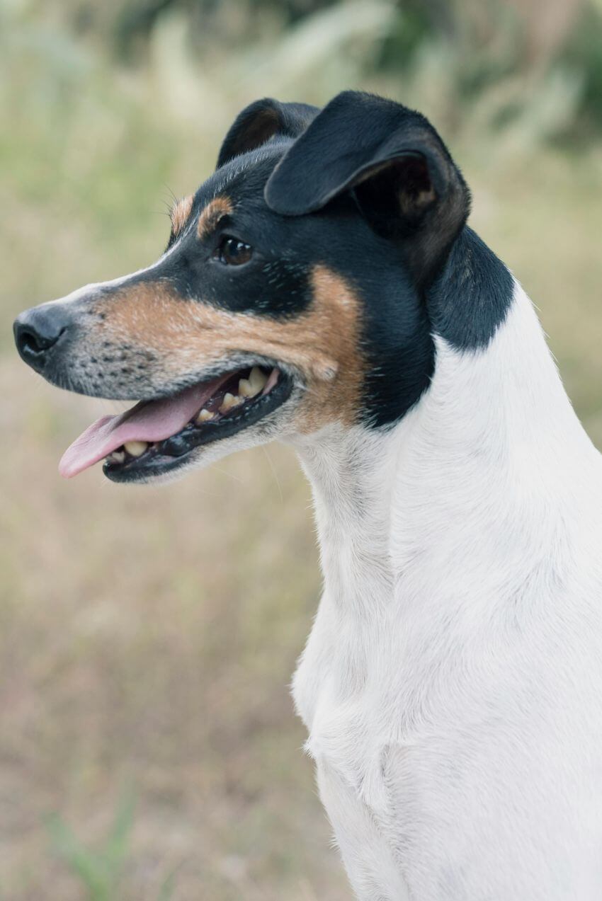 Toy Fox Terrier appearance