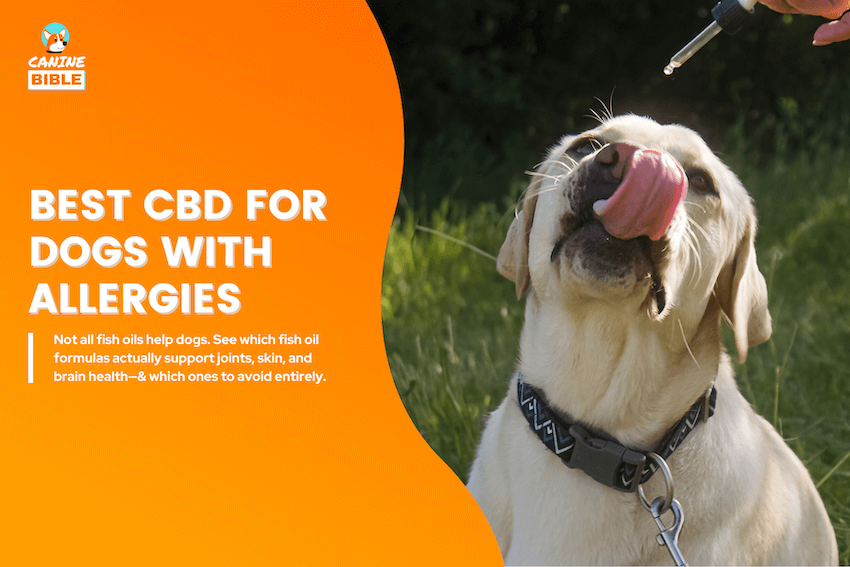 best cbd oil for dogs with allergies