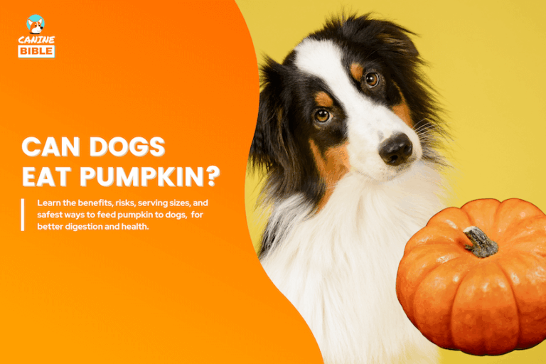 can dogs eat pumpkin