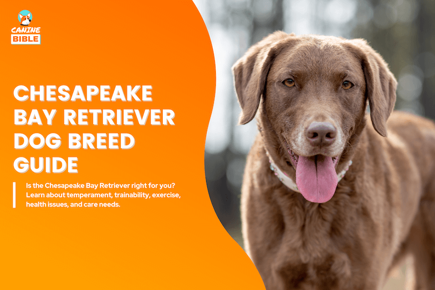 chesapeake bay retriever