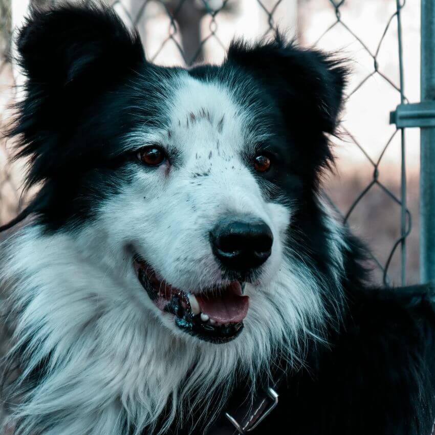 Border-Aussie appearance