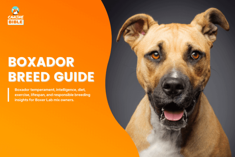 Boxador Dog Breed Information: Traits, Facts, Care & More