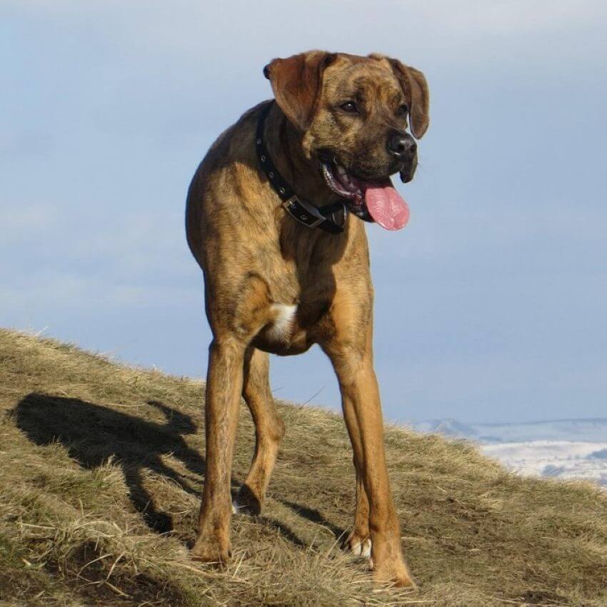 Boxador appearance
