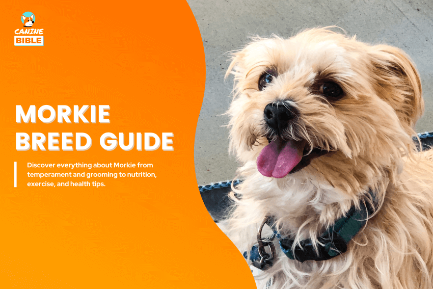 Morkie