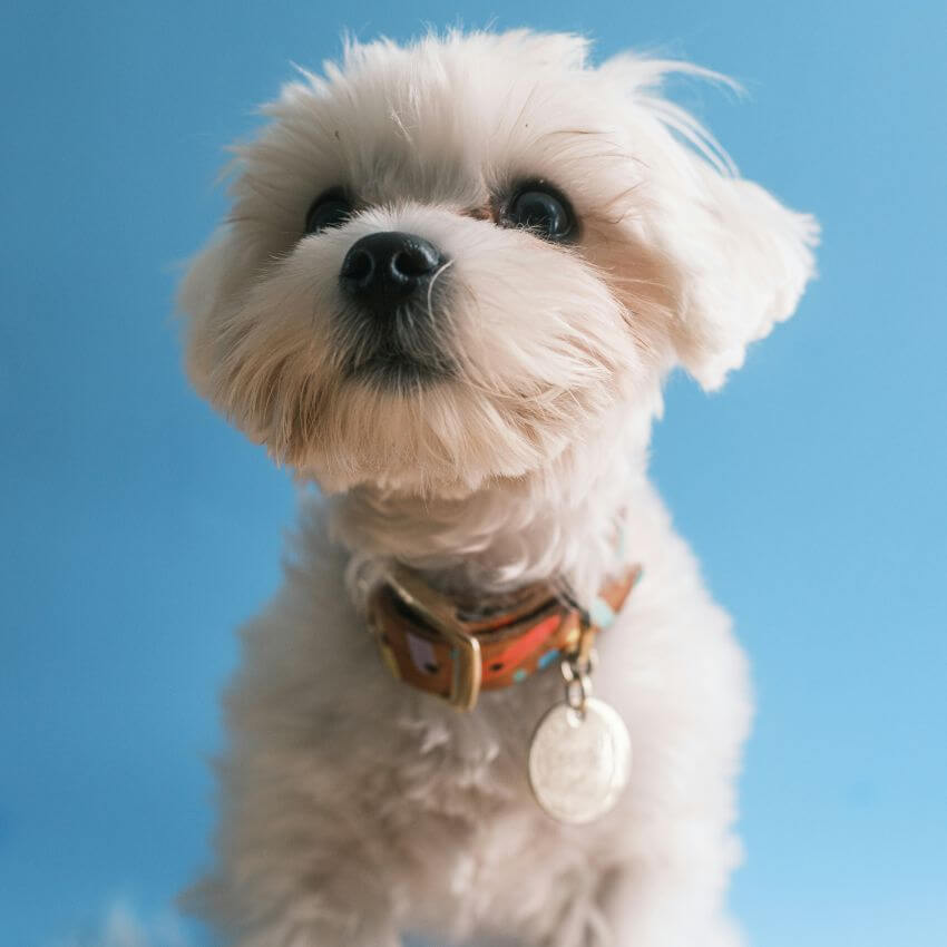 Morkie appearance