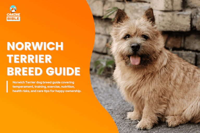 Norwich Terrier