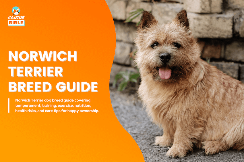 Norwich Terrier