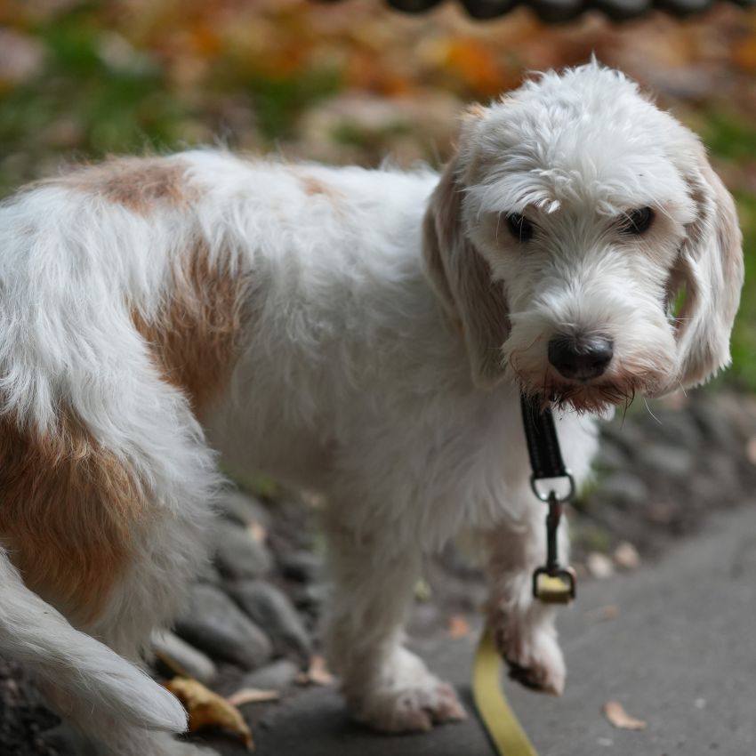 Petit Basset Griffon Vendéen appearance