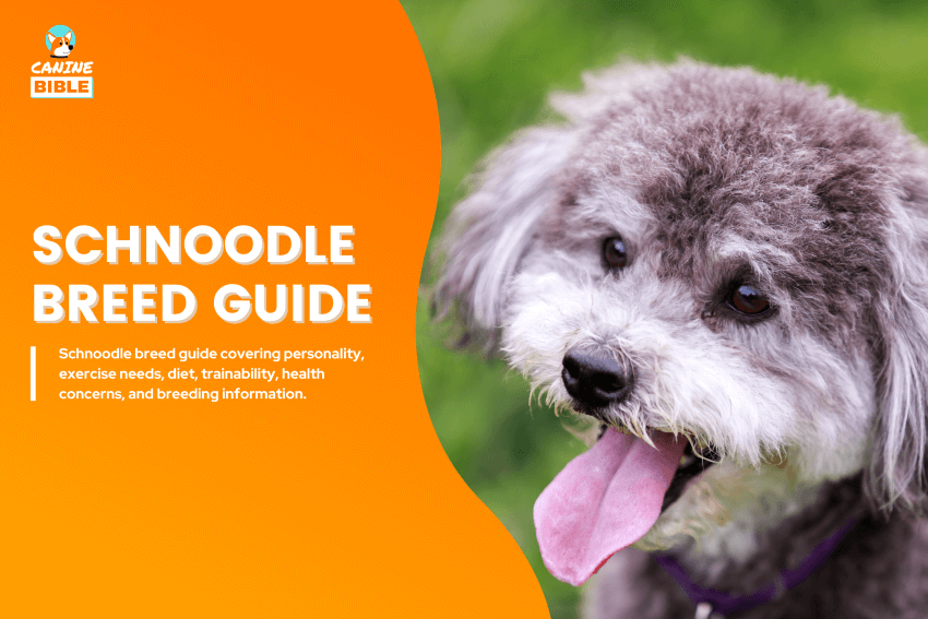 Schnoodle