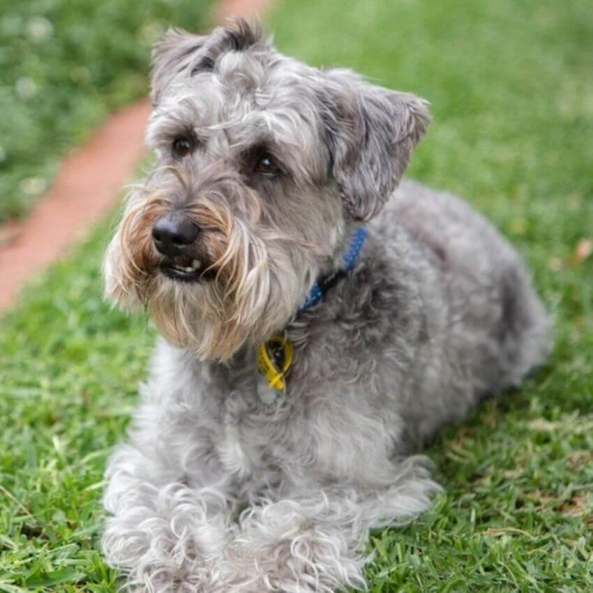 Schnoodle appearance