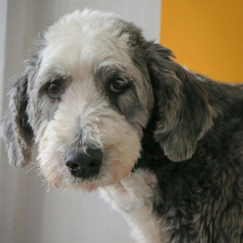 Sheepadoodle appearance