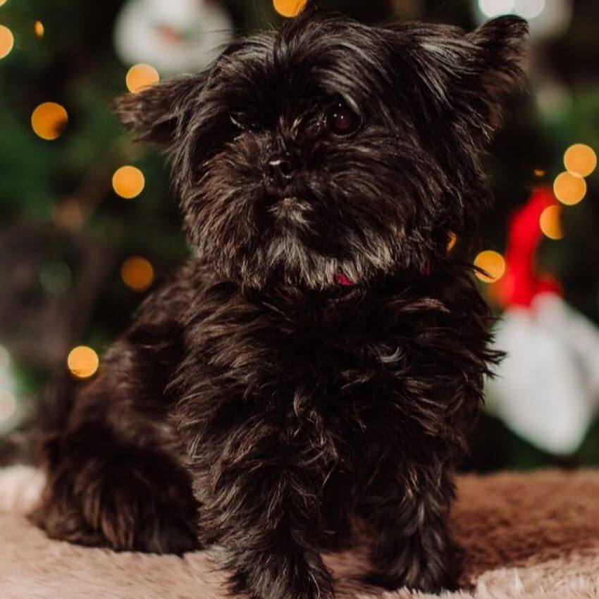 Shorkie appearance