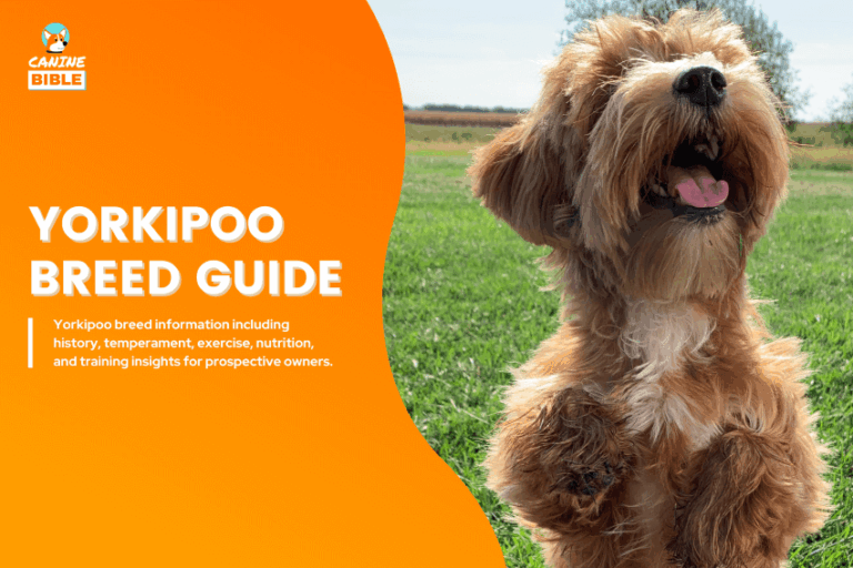 Yorkipoo