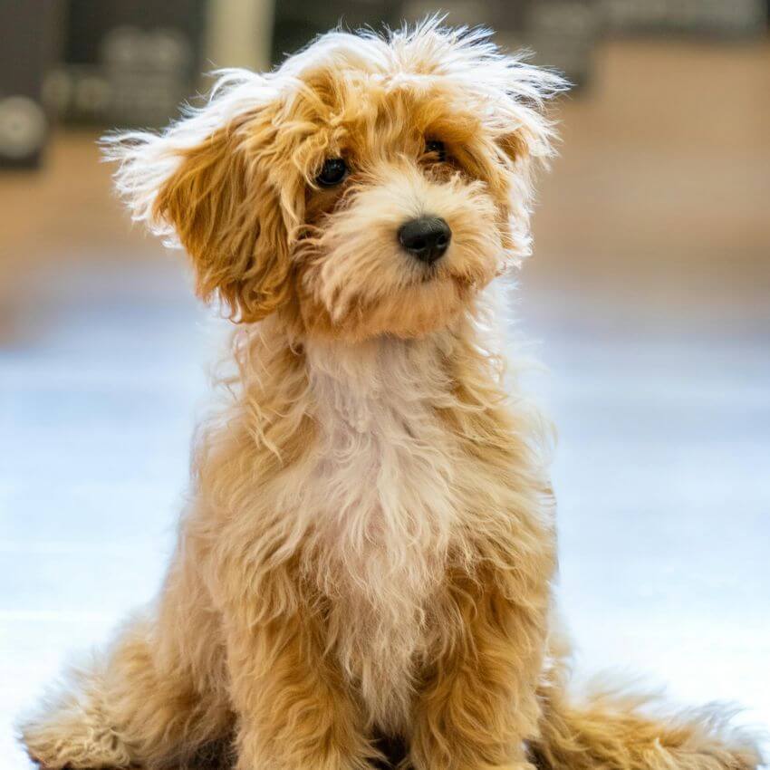 Yorkipoo appearance