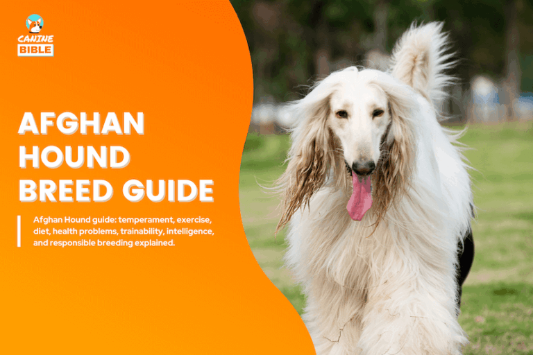 afghan hound