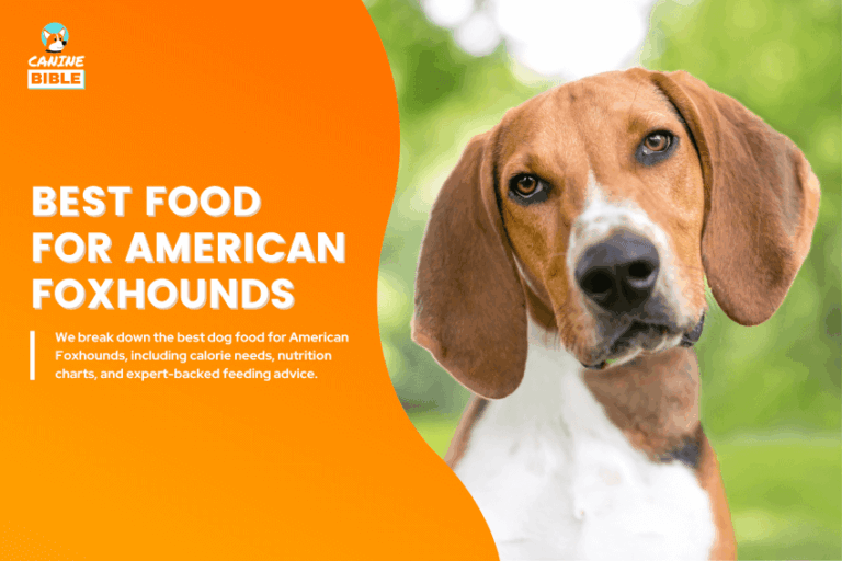 best dog food for American Foxhounds