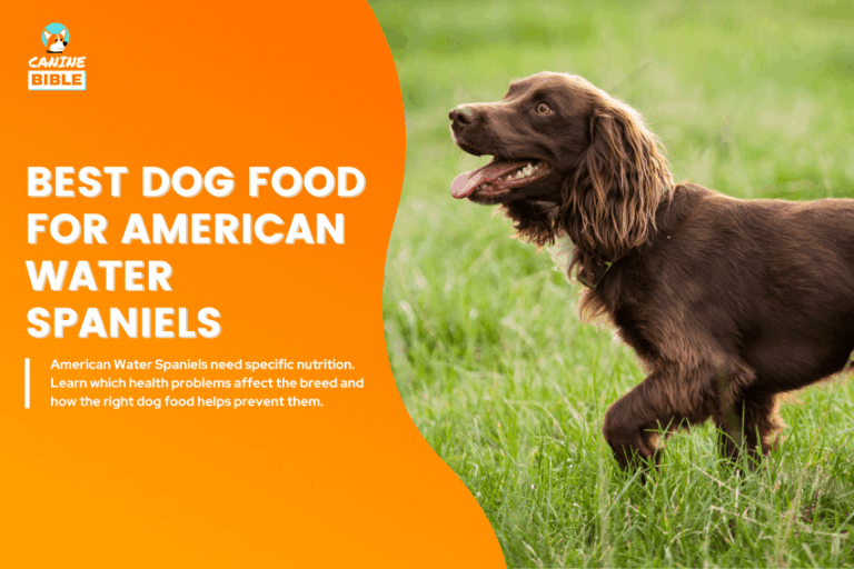 best dog food for American Water Spaniels