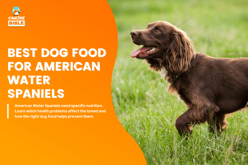 best dog food for American Water Spaniels