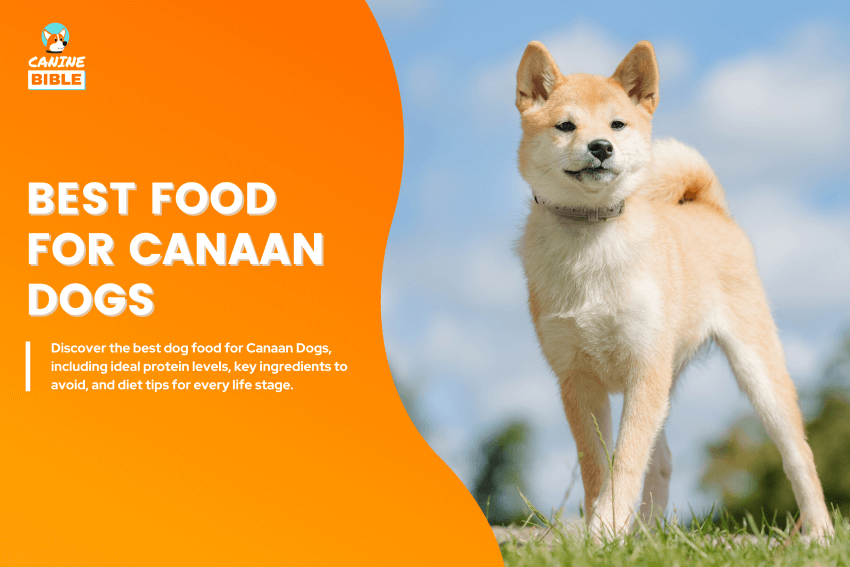 best dog food for Canaan Dogs