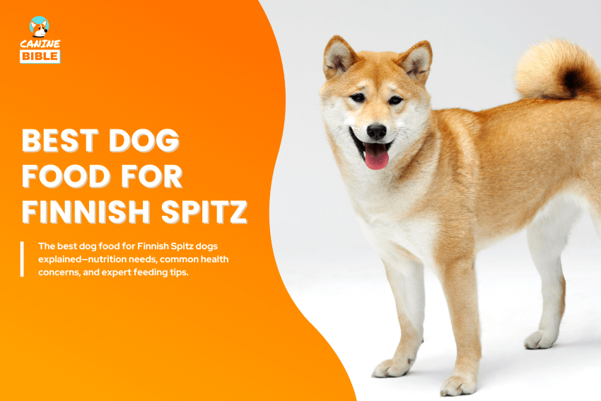 best dog food for Finnish Spitz
