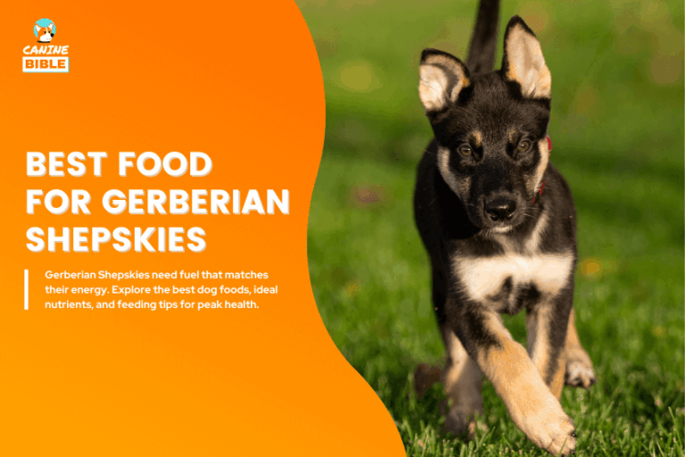 best dog food for Gerberian Shepskies