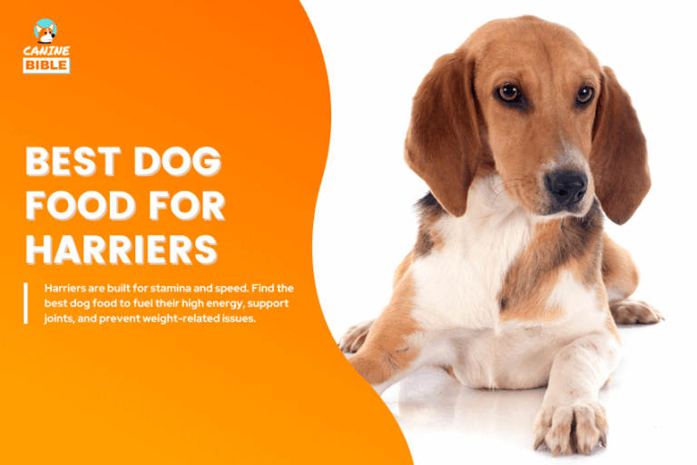 best dog food for Harriers