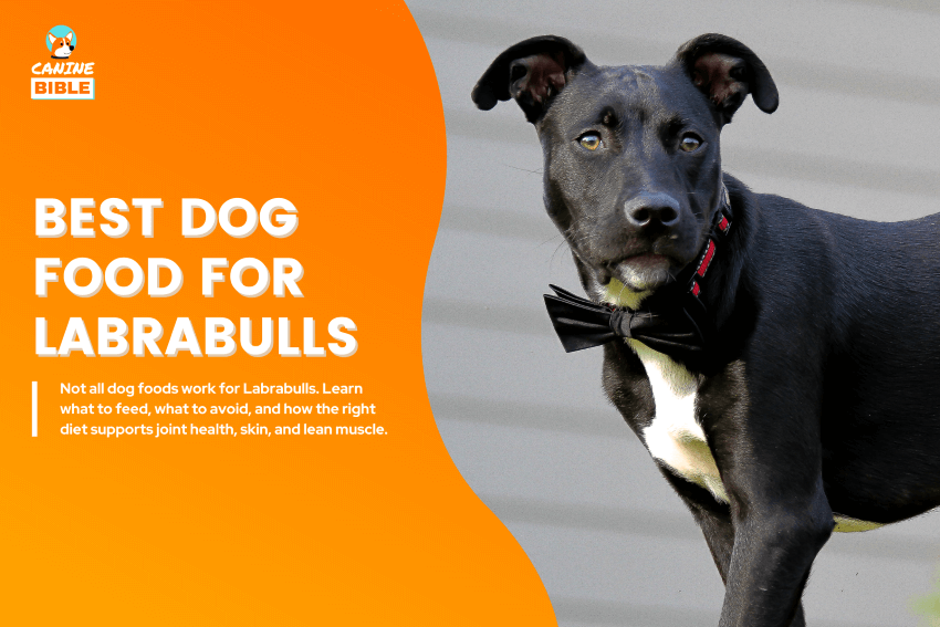 best dog food for Labrabulls