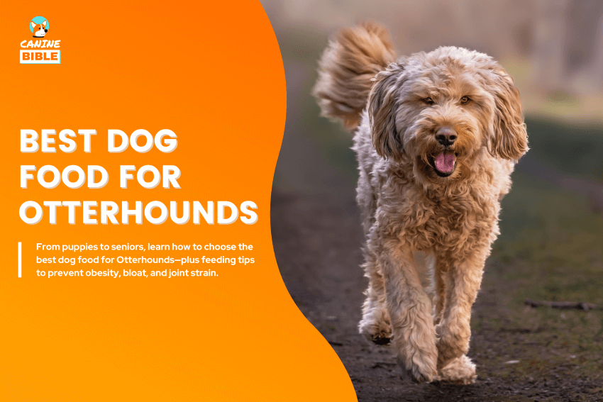 best dog food for Otterhounds