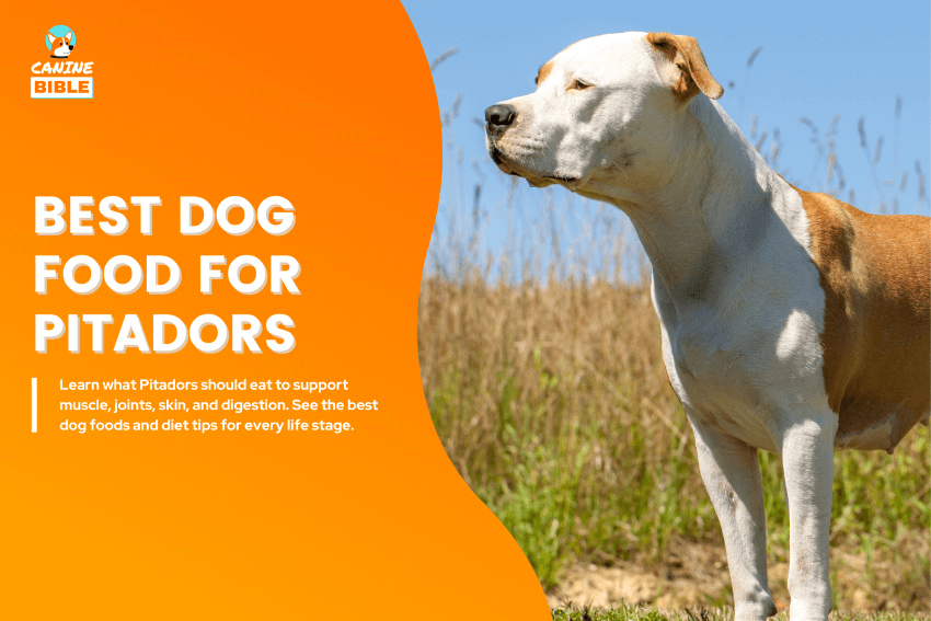 best dog food for Pitadors
