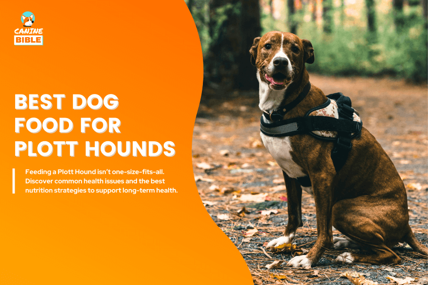 best dog food for Plott Hounds