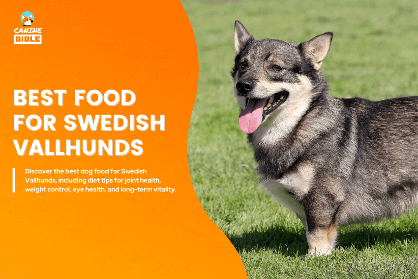 best dog food for Swedish Vallhunds