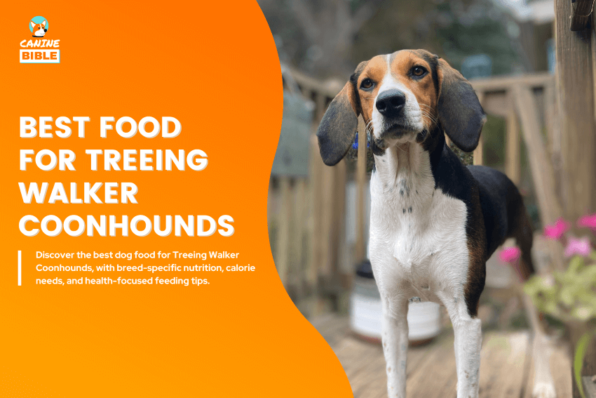 best dog food for Treeing Walker Coonhounds