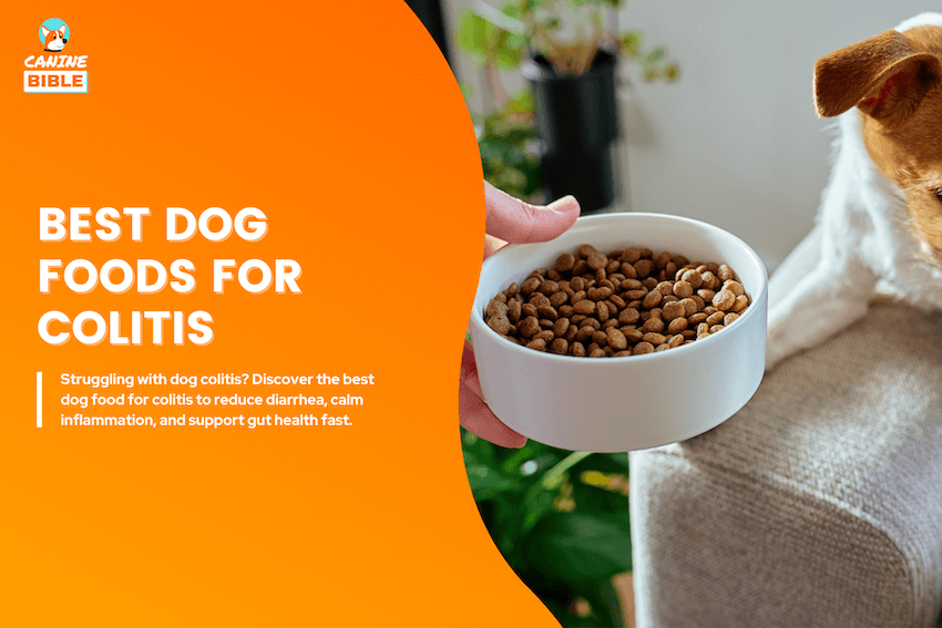 best dog food for colitis