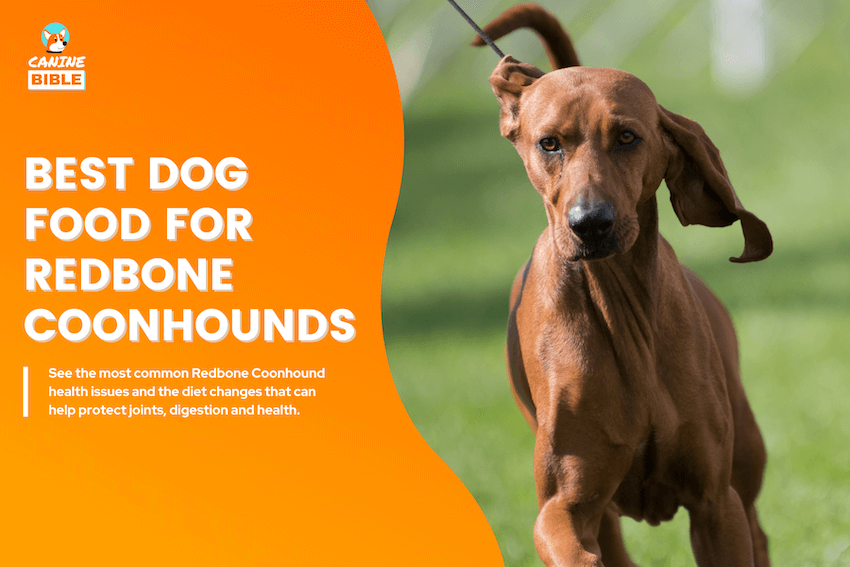 best dog food for redbone coonhounds