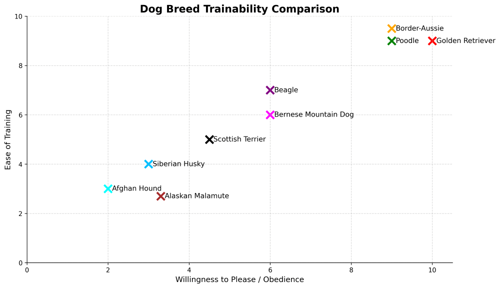 border aussie trainability chart