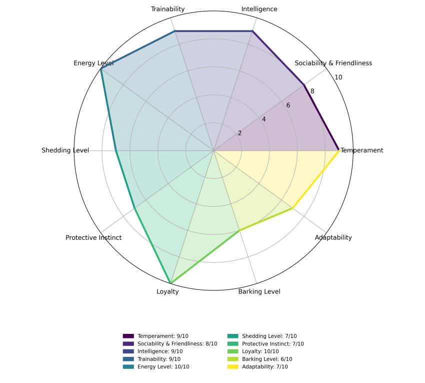 border-aussie traits