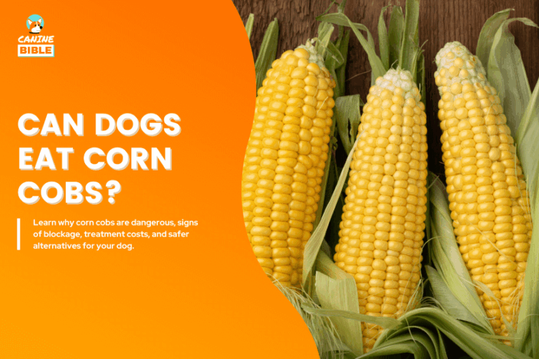 Can Dogs Eat Corn Cobs