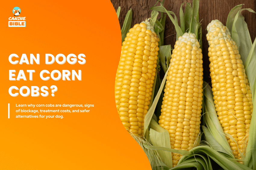 Can Dogs Eat Corn Cobs