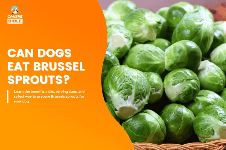 Can Dogs Eat Brussel Sprouts