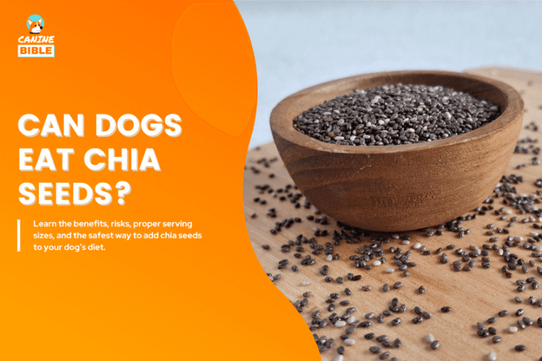 Can Dogs Eat Chia Seeds