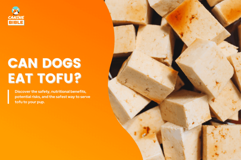 Can Dogs Eat Tofu
