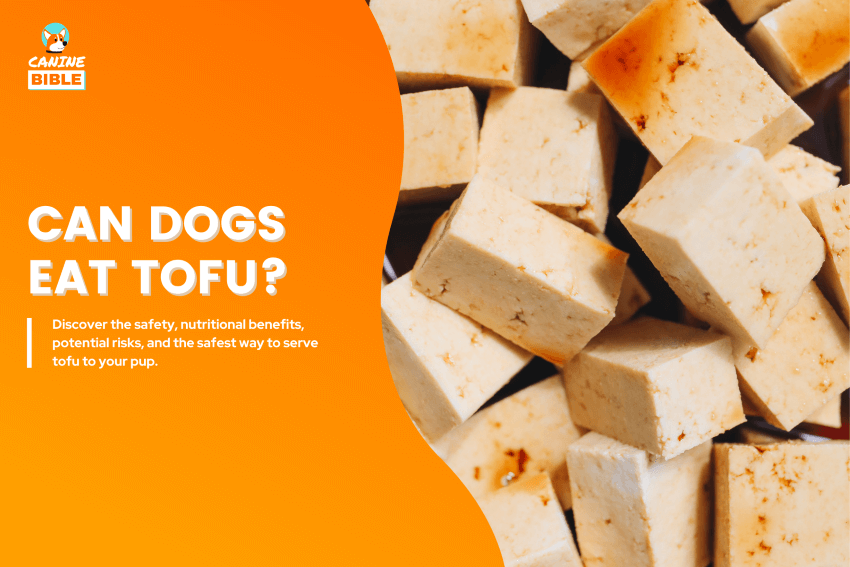 Can Dogs Eat Tofu