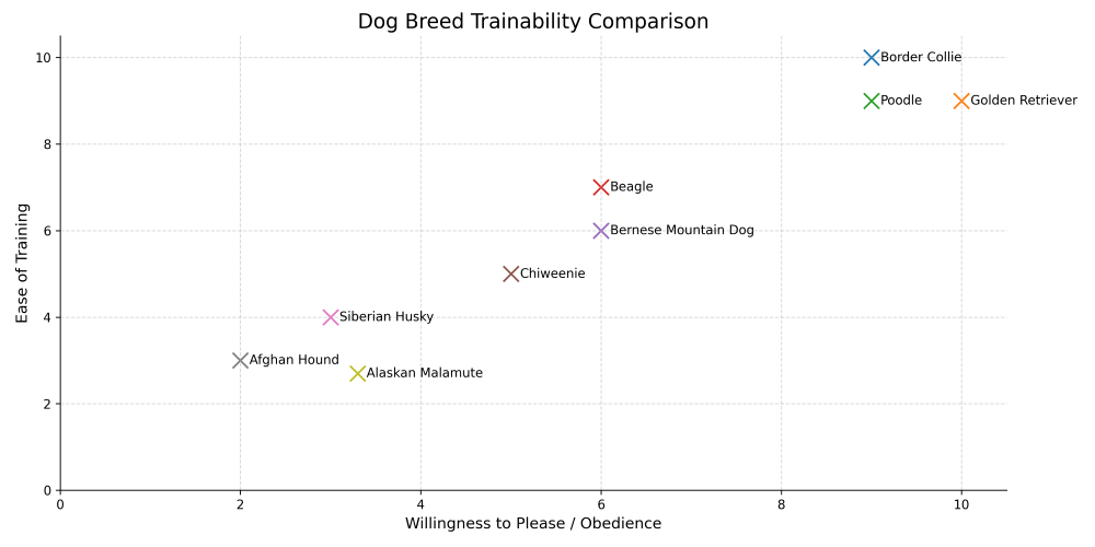 chiweenie trainability