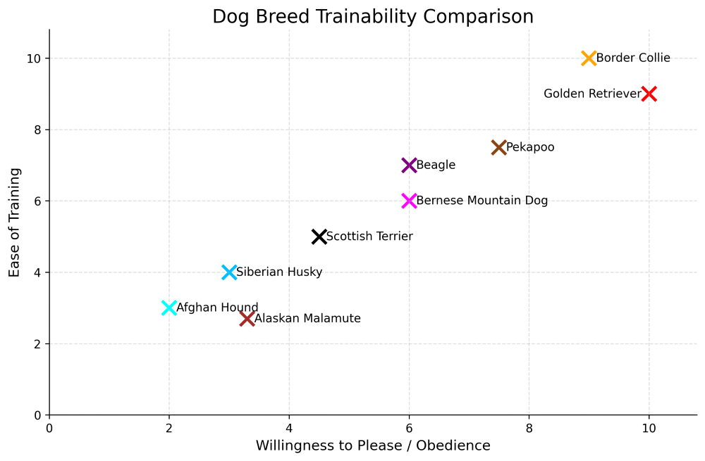 pekapoo trainability chart