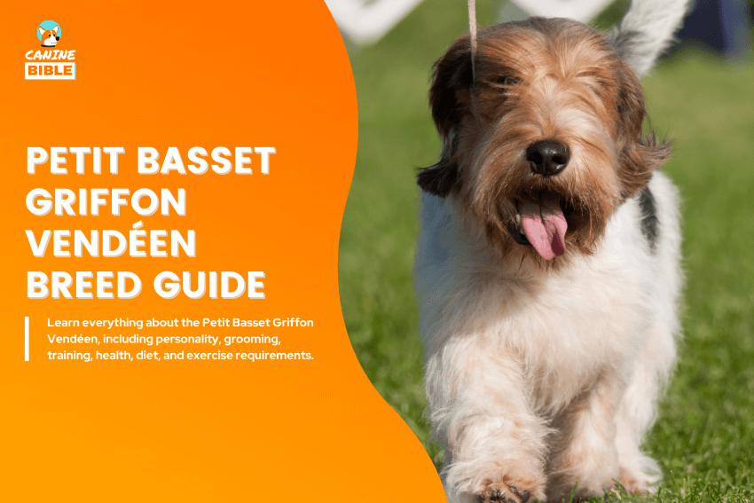 petit-basset-griffon-vendeen