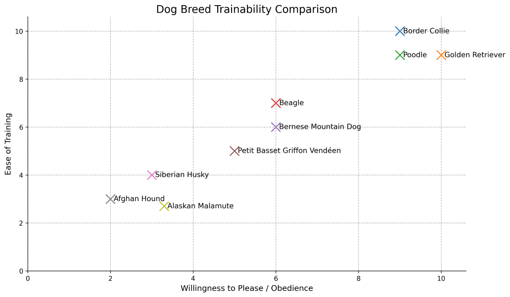 petit basset griffon vendeen trainability chart