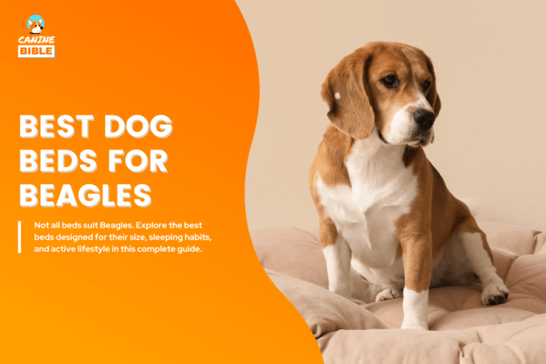 Best-Dog-Beds-for-Beagles