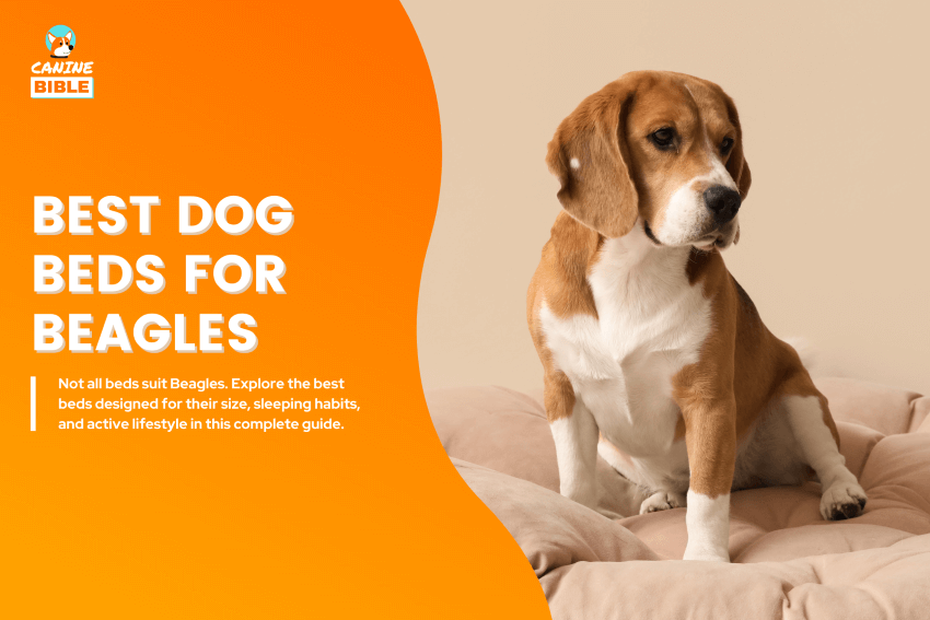 Best-Dog-Beds-for-Beagles