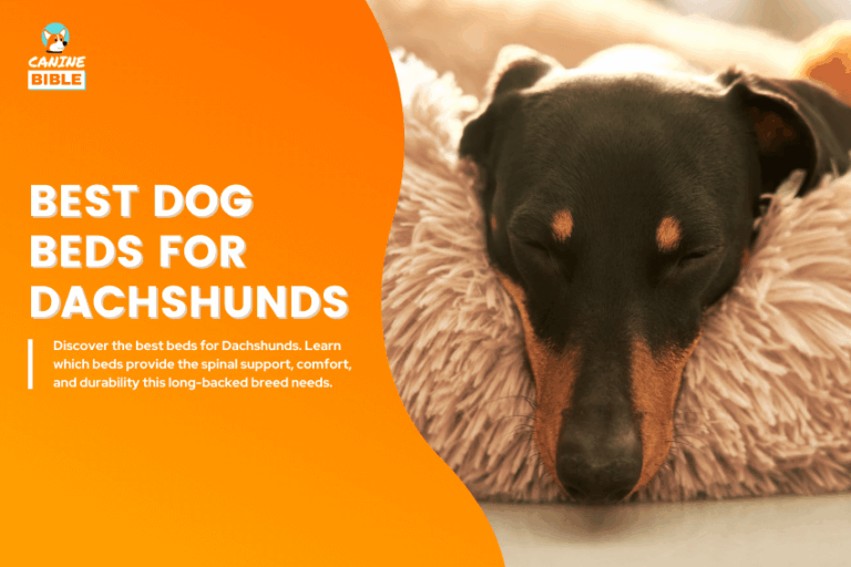 Best-Dog-Beds-for-Dachshunds