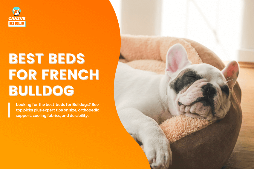 Best-Dog-Beds-for-French-Bulldog